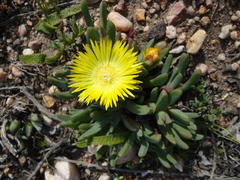 Cheiridopsis rostrata