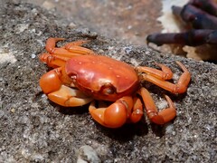 Cyclograpsus audouinii