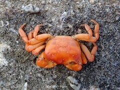 Cyclograpsus audouinii