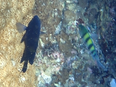 Neoglyphidodon melas