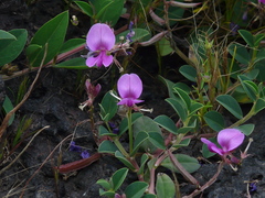 Indigofera dalzellii