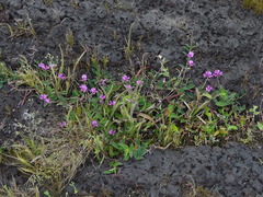 Indigofera dalzellii