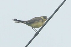 Motacilla flava thunbergi