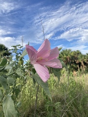 Hibiscus grandiflorus