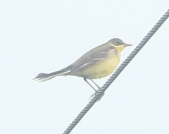 Motacilla flava thunbergi