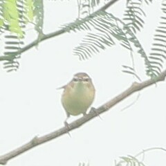 Acrocephalus agricola