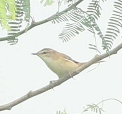 Acrocephalus agricola