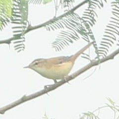Acrocephalus agricola