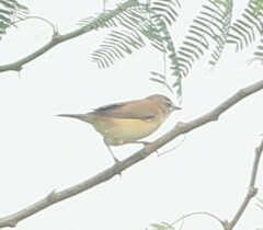 Acrocephalus agricola