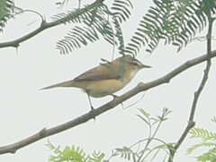 Acrocephalus agricola