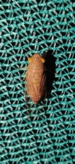 Cicadoidea