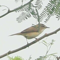 Acrocephalus agricola
