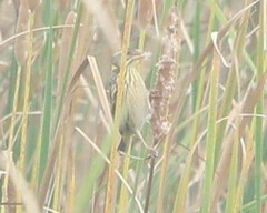 Ploceus manyar