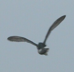 Rostratula benghalensis