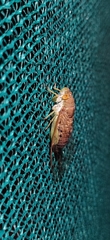 Cicadoidea