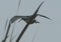 Rostratula benghalensis