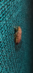 Cicadoidea