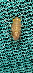 Cicadoidea