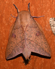 Adeloneivaia