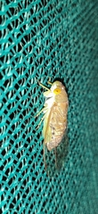 Cicadoidea