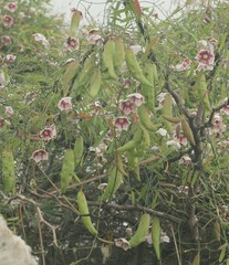 Oxystelma esculentum