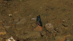 Graphium doson postianus