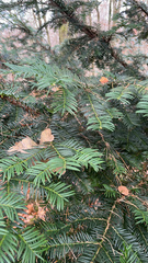 Taxus baccata