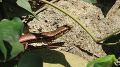 Sphenomorphus indicus