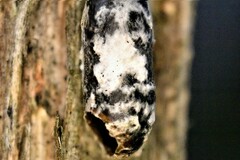 Campopleginae