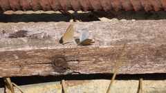 Pseudozizeeria maha okinawana