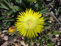 Cheiridopsis rostrata