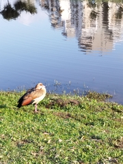 Alopochen aegyptiaca