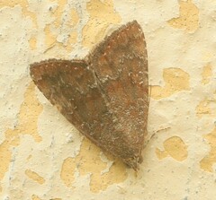 Amyna