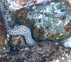 Gymnothorax undulatus