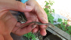 Hemidactylus stejnegeri