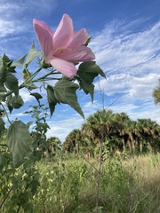 Hibiscus grandiflorus