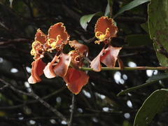 Cyrtochilum serratum
