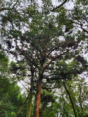 Cryptomeria japonica