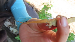 Hemidactylus stejnegeri