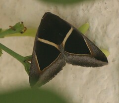 Chalciope mygdon