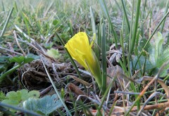 Narcissus bulbocodium