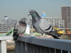 Columba livia domestica