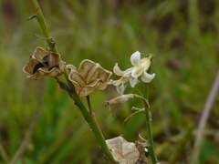 Dipcadi ursulae