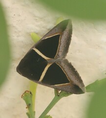 Chalciope mygdon
