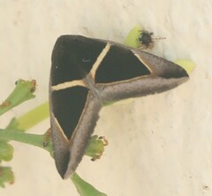 Chalciope mygdon