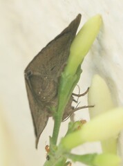 Chalciope mygdon