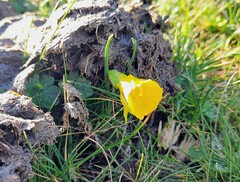 Narcissus bulbocodium