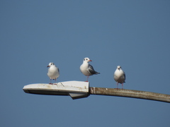 Chroicocephalus ridibundus