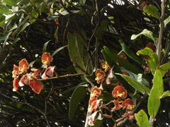 Cyrtochilum serratum