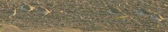 Calidris minuta